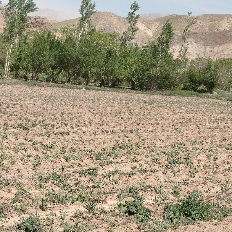 اکسل آنغوزه شیرین